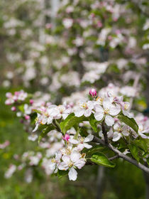 Apple growing in Vinschgau, South Tyrol, Italy von Danita Delimont