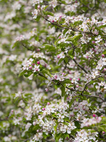 Apple growing in Vinschgau, South Tyrol, Italy von Danita Delimont