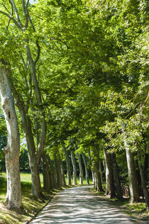 Park and garden of Villa Demidoff, Pratolino, Vaglia, Firenz... von Danita Delimont