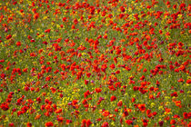 Europe, Italy, Tuscany von Danita Delimont