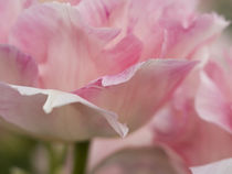 The Netherlands, Lisse, Keukenhof Gardens von Danita Delimont