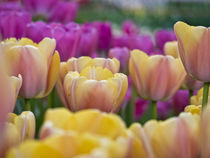 The Netherlands, Lisse, Keukenhof Gardens by Danita Delimont