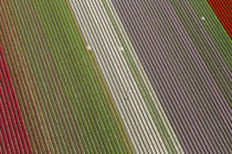 Workers in tulip fields, North Holland, Netherlands von Danita Delimont