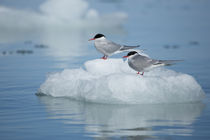 Svalbard, Spitsbergen, Liefdefjorden, Monacobreen by Danita Delimont