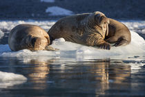 Norway, Svalbard, Spitsbergen by Danita Delimont