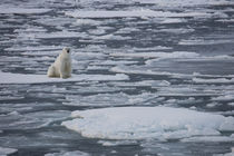 Norway, Svalbard, Spitsbergen von Danita Delimont