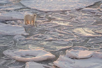 Norway, Svalbard, Spitsbergen by Danita Delimont