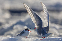 Norway, Svalbard, Spitsbergen von Danita Delimont