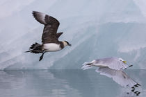 Norway, Svalbard, Spitsbergen by Danita Delimont