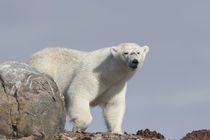 Norway, Svalbard von Danita Delimont