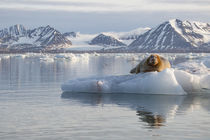 Norway, Svalbard von Danita Delimont