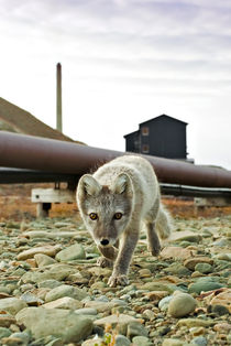 Norway, Svalbard, Longyearbyen von Danita Delimont