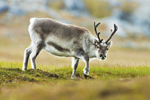 Arctic, Svalbard von Danita Delimont