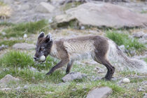 Norway, Svalbard, Longyearbyen, Arctic fox with eider duck egg. von Danita Delimont