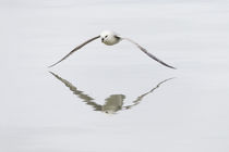 Norway, Svalbard, northern fulmar Northern fulmar in flight. von Danita Delimont