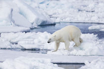 Norway, Svalbard, polar bear sniffing out old carcass. von Danita Delimont