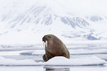Arctic, Norway, Svalbard, Spitsbergen, pack ice, walrus Walr... von Danita Delimont