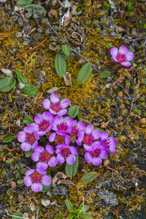 Svalbard. Bellsund. Camp Millar. Purple saxifrage . von Danita Delimont