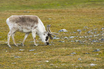 Svalbard. Bellsund. Camp Millar. Svalbard reindeer grazing. by Danita Delimont