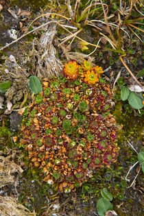 Svalbard. Bellsund. Camp Millar. Tufted saxifrage. von Danita Delimont