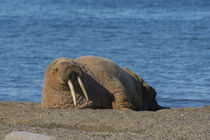 Svalbard. Edgeoya. Doleritnesset. Atlantic walrus lazing on the beach. by Danita Delimont