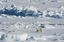 Svalbard. Hinlopen Strait. Polar bear walking on the drift ice. von Danita Delimont