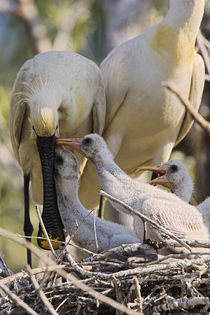 Eurasian spoonbill in the Danube Delta by Danita Delimont