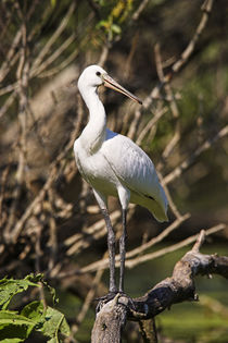 Eurasian spoonbill in the Danube Delta by Danita Delimont