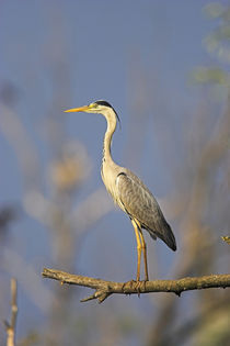 Grey Heron in the Danube Delta, Romania by Danita Delimont