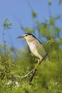 Black-crowned Night Heron, Danube Delta by Danita Delimont