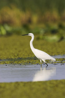 Little Egret in the Danube Delta von Danita Delimont