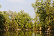 Channels and lakes in the Danube Delta, Romania by Danita Delimont