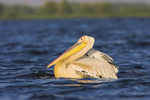 Great White Pelican Danube Delta von Danita Delimont