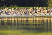 Great White Pelican Danube Delta by Danita Delimont