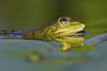 Edible Frog in the Danube Delta, Romania von Danita Delimont