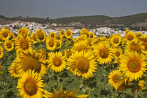 Europe, Spain, Andalusia, Cadiz Province, Bornos von Danita Delimont