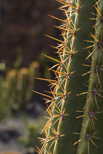 Spain, Canary Islands, Lanzarote, Guatiza, cactus plant detail von Danita Delimont