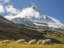 Switzerland, Zermatt, Schwarzsee, Valais Blacknose Sheep wit... von Danita Delimont