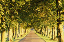 Avenue of trees, Gloucestershire, England, UK by Danita Delimont