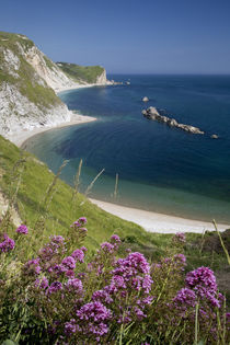 Wildflowers above Man O War Bay along the Jurassic Coast, Do... von Danita Delimont