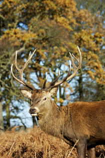 The King's Deer, red deer stags or bucks of Richmond Park, L... by Danita Delimont