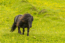 Europe, Scotland, Shetland Islands von Danita Delimont