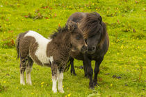 Europe, Scotland, Shetland Islands von Danita Delimont