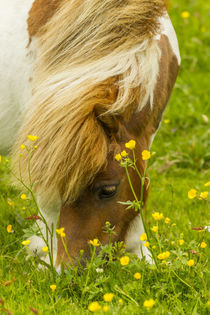 Europe, Scotland, Shetland Islands by Danita Delimont