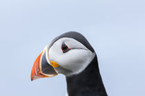 Atlantic Puffin Hermaness, Shetland by Danita Delimont