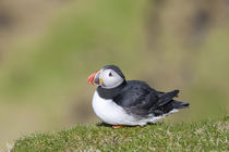 Atlantic Puffin Hermaness, Shetland by Danita Delimont