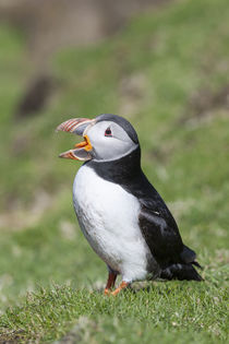 Atlantic Puffin Hermaness, Shetland by Danita Delimont