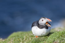 Atlantic Puffin Hermaness, Shetland by Danita Delimont