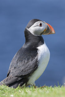 Atlantic Puffin Hermaness, Shetland by Danita Delimont