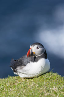 Atlantic Puffin Hermaness, Shetland by Danita Delimont